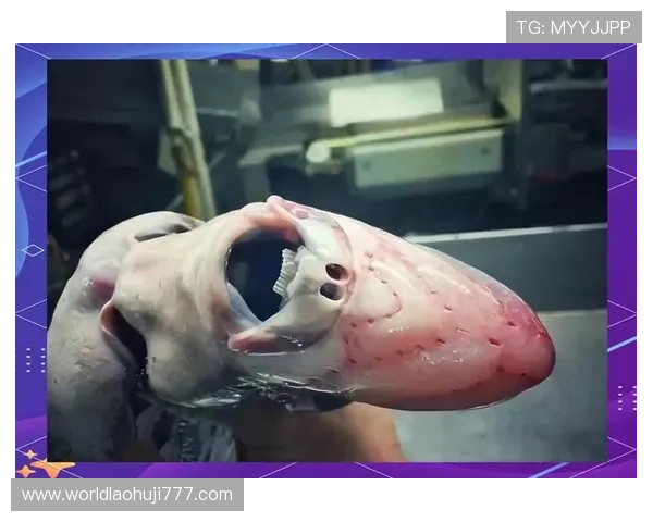 深海动物的生存策略：面对黑暗与压力的深海生物如何进化