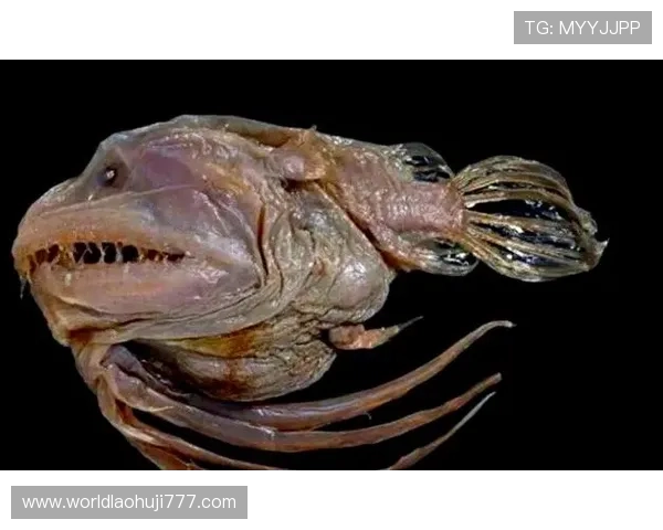深海动物的神秘世界：探索深海中最奇特的生物与它们的生活习性